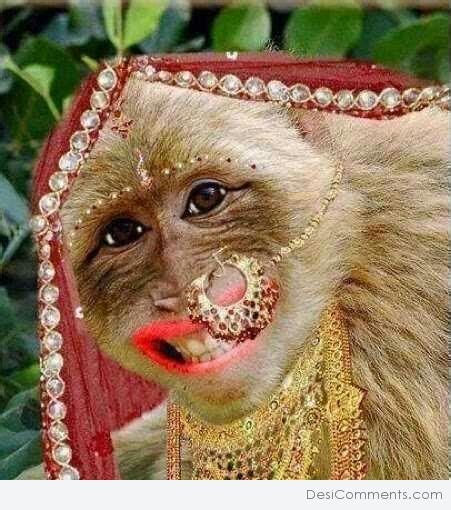 images of monkeys funny|female monkey funny pic.